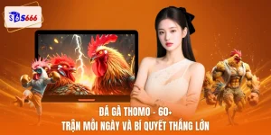 Đá gà thomo
